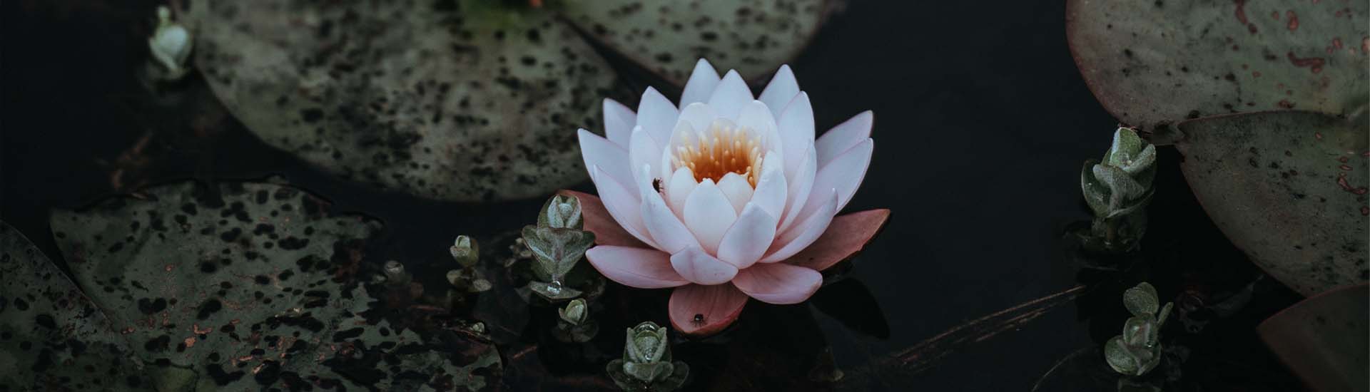 Lotus Floating